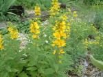 Lysimachia vulgaris